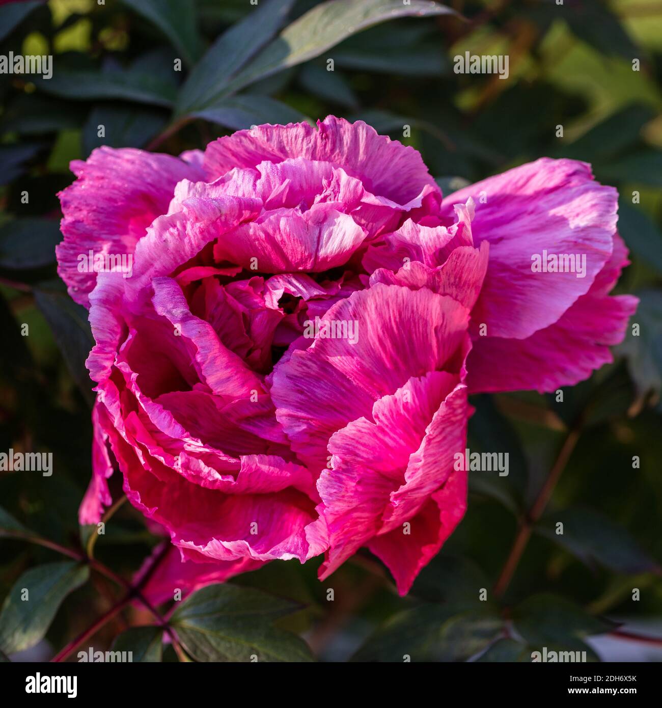 'Akashigata' Tree Peony, Buskpion (Paeonia suffruticosa) Stock Photo