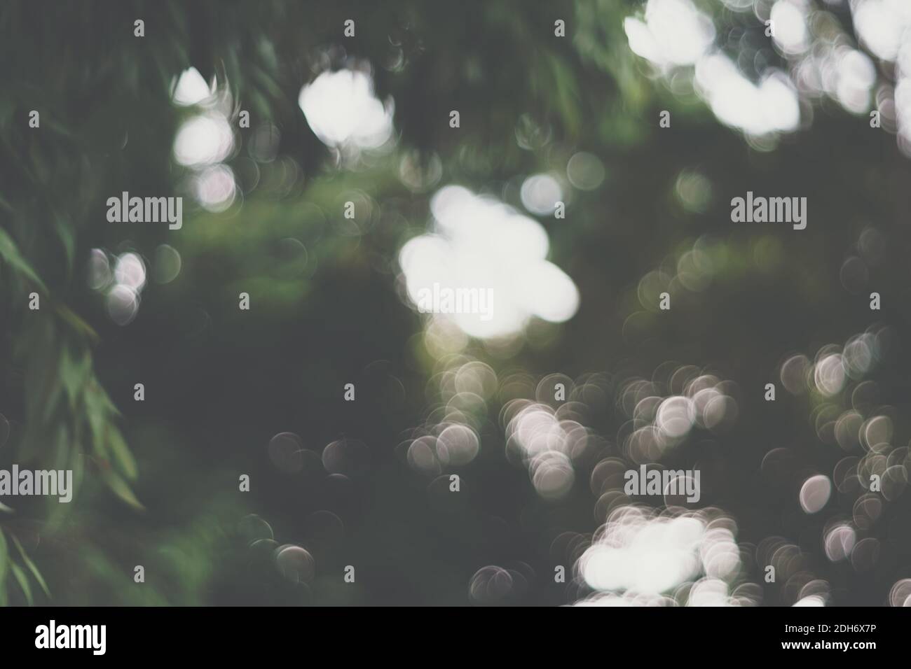 Blur nature bokeh green park and many trees background Stock Photo - Alamy