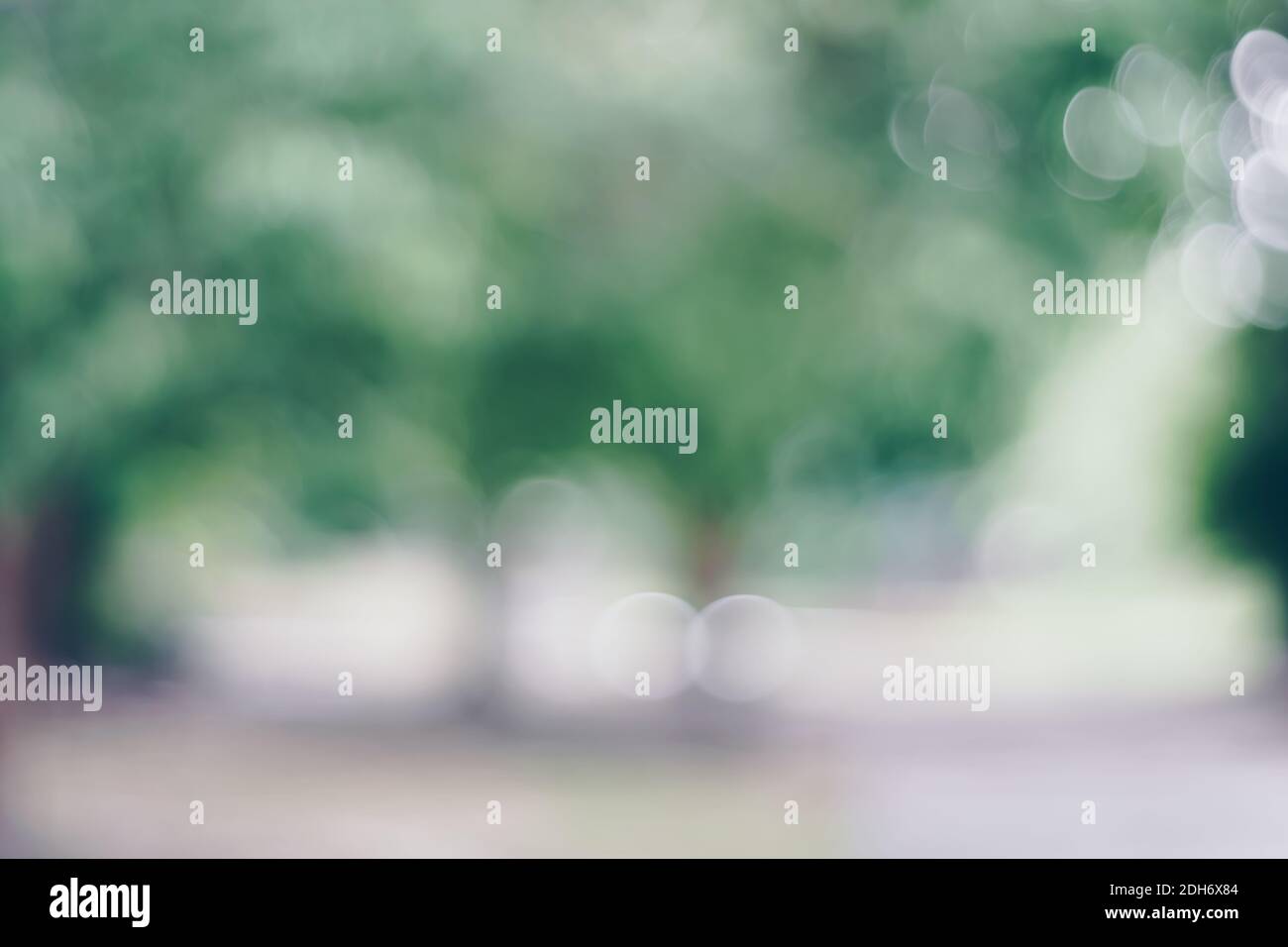 Blur nature bokeh green park and many trees background Stock Photo - Alamy