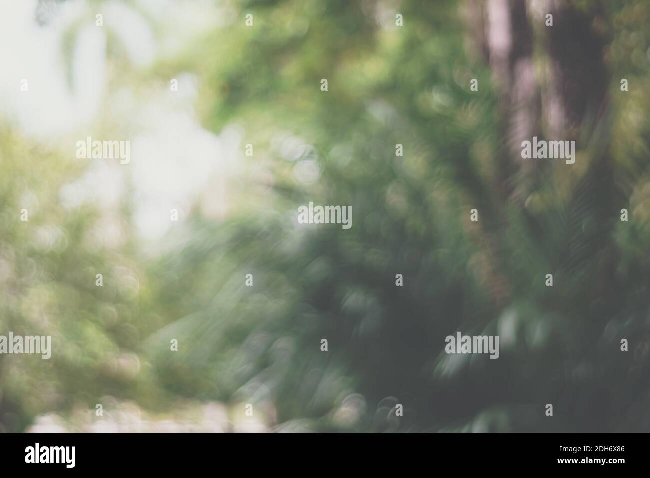 Blur nature bokeh green park and many trees background Stock Photo - Alamy
