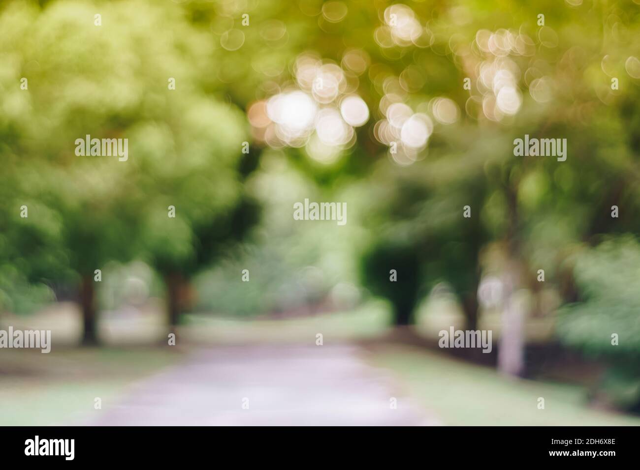 Blur nature bokeh green park and many trees background Stock Photo - Alamy