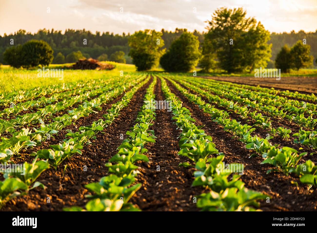 Young cabbage sprouts on the field in rows. Stock Photo
