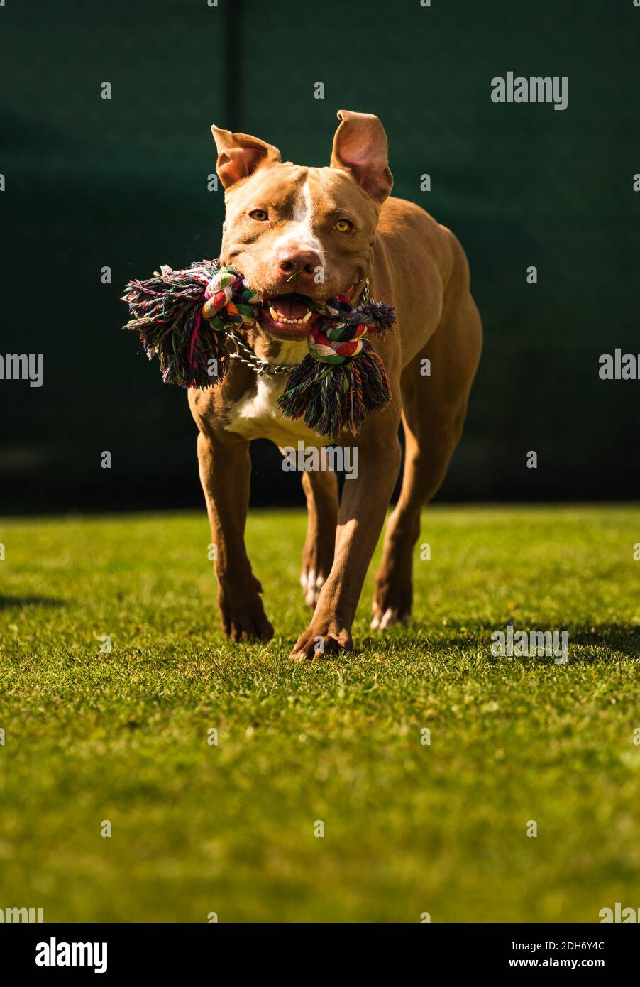 Dog running in backyard, amstaff terrier with toy rope runs towards camera. Stock Photo