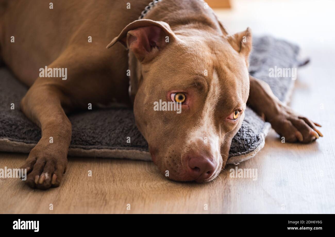 Dog lying on wooden floor indoors brown amstaff terrier resting