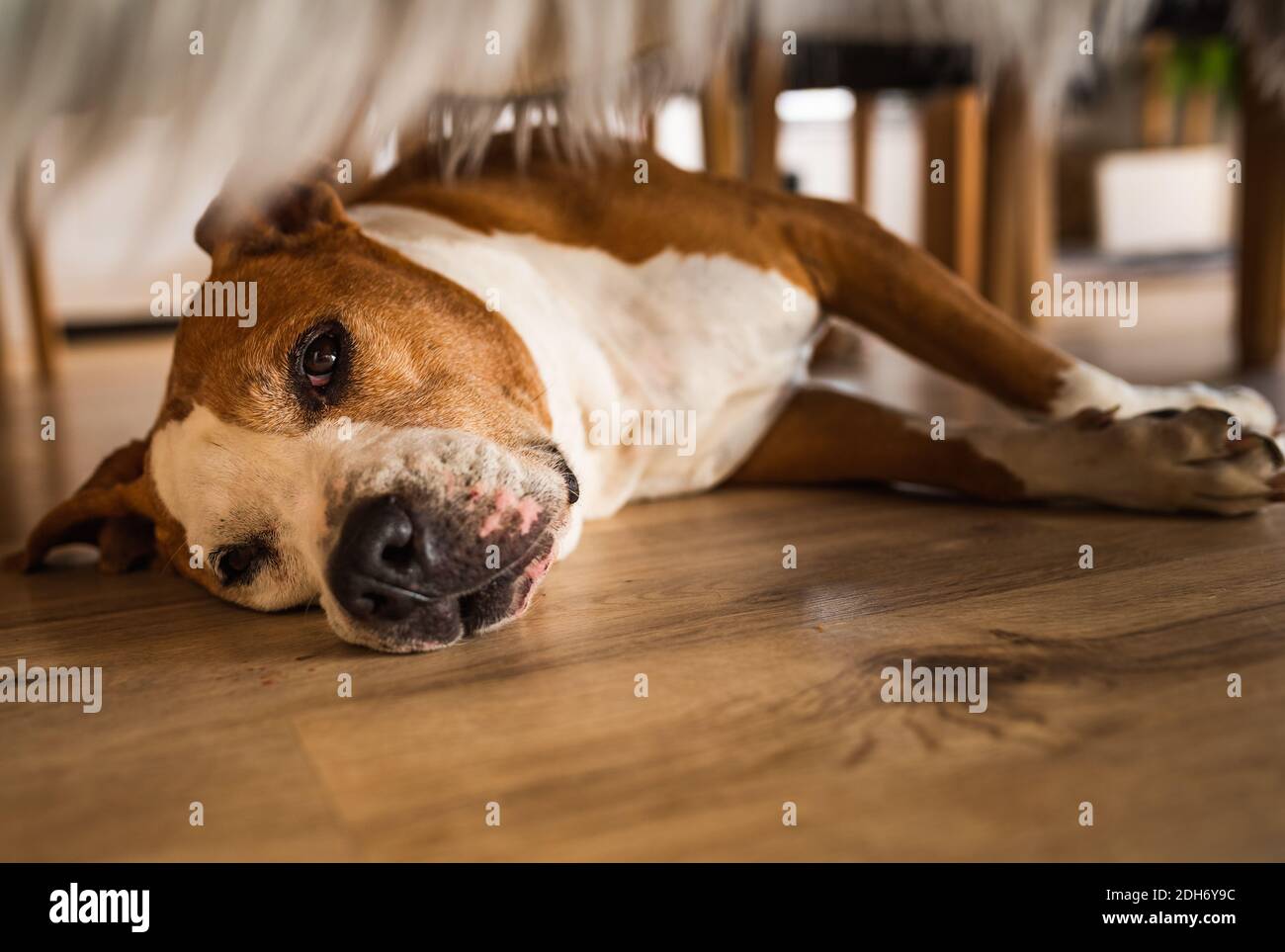 Dog lying on wooden floor indoors, brown amstaff terrier resting on summer day. Stock Photo