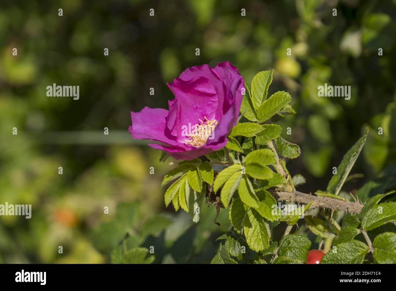 Flower of the potato rose (Rosa rugosa) Stock Photo