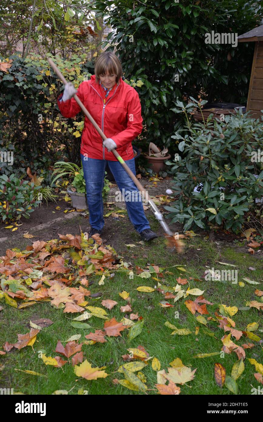 Woman raking leaves hires stock photography and images Alamy