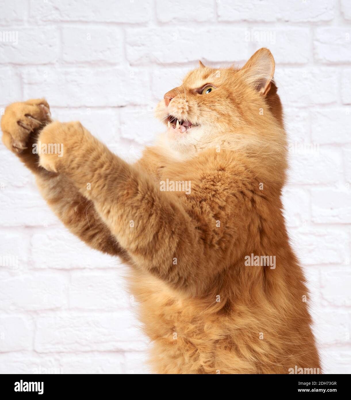 Adult ginger cat jumps and raises its paw against the background of a
