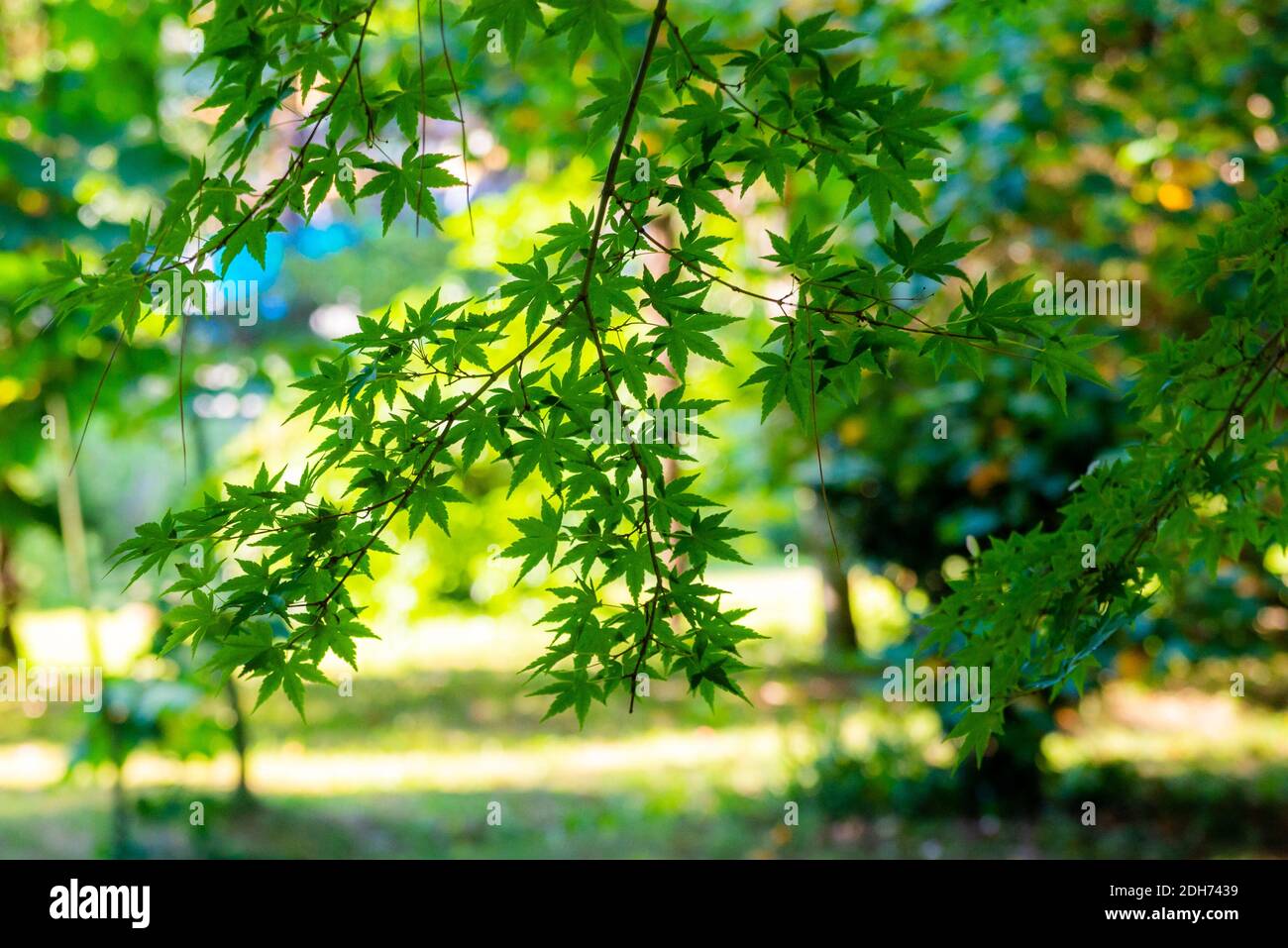 Acer palmatum or palm-shaped maple budding in a park at summer. Stock Photo