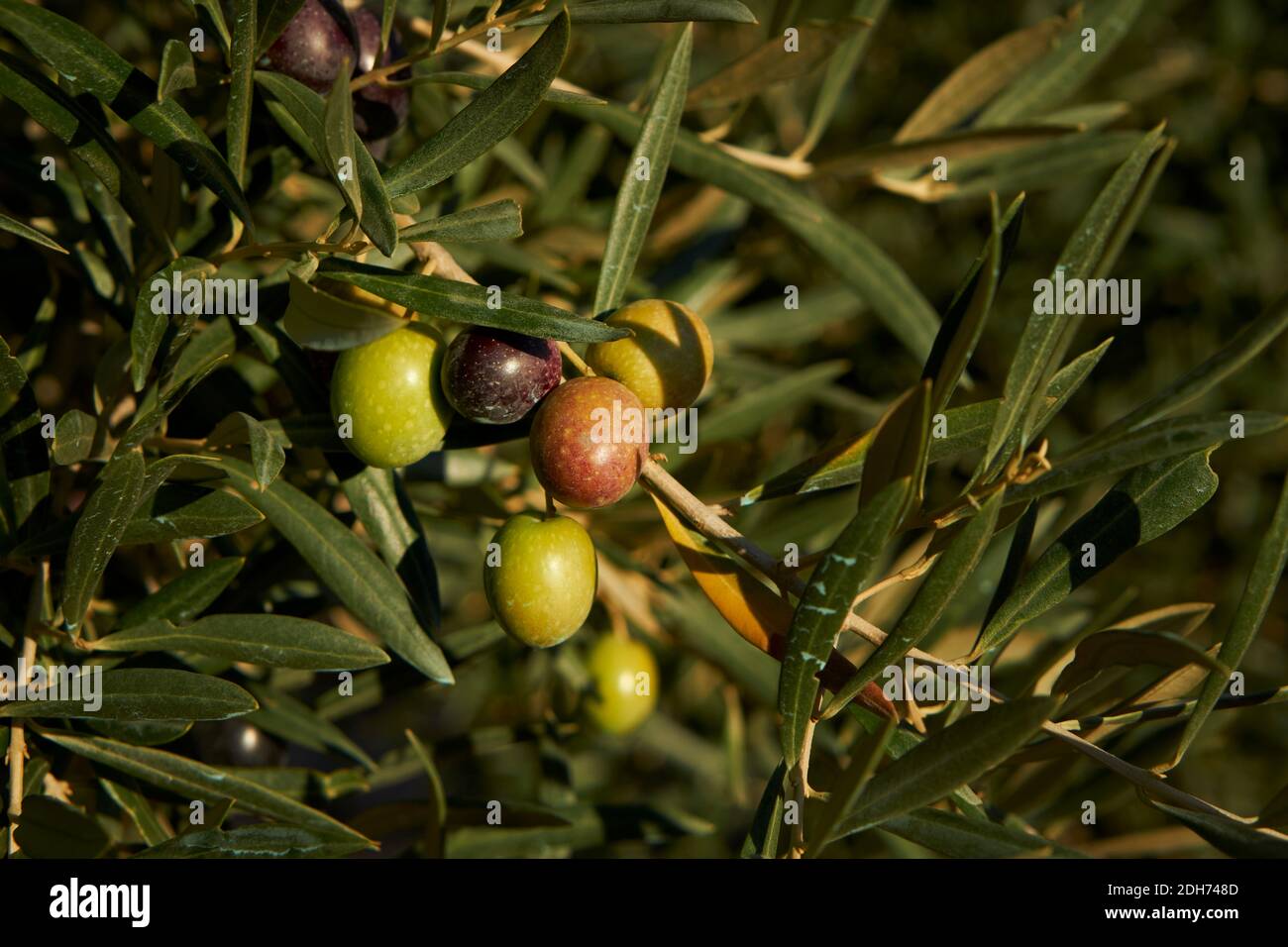 Olive tree irrigation hires stock photography and images Alamy