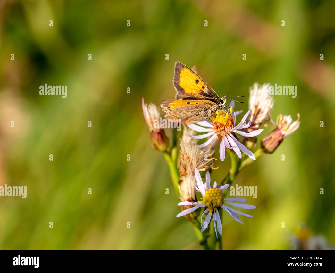 Small fire butterfly Stock Photo