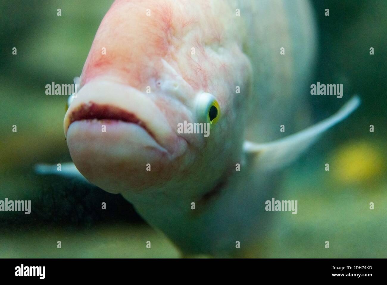 Face of Giant gourami fish or Osphronemus goramy. Stock Photo