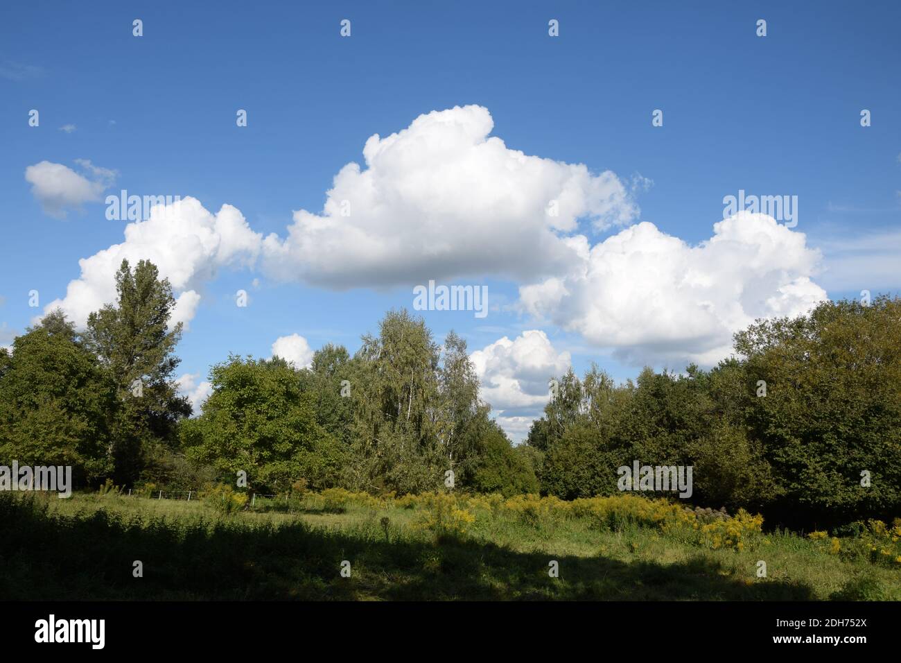 Edge of the forest Stock Photo - Alamy