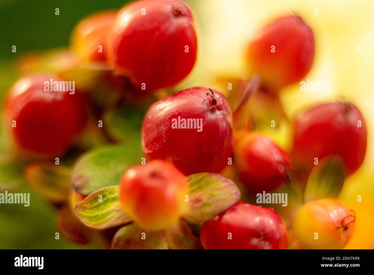 Red berry hypericum with green leaves in bouquet Stock Photo