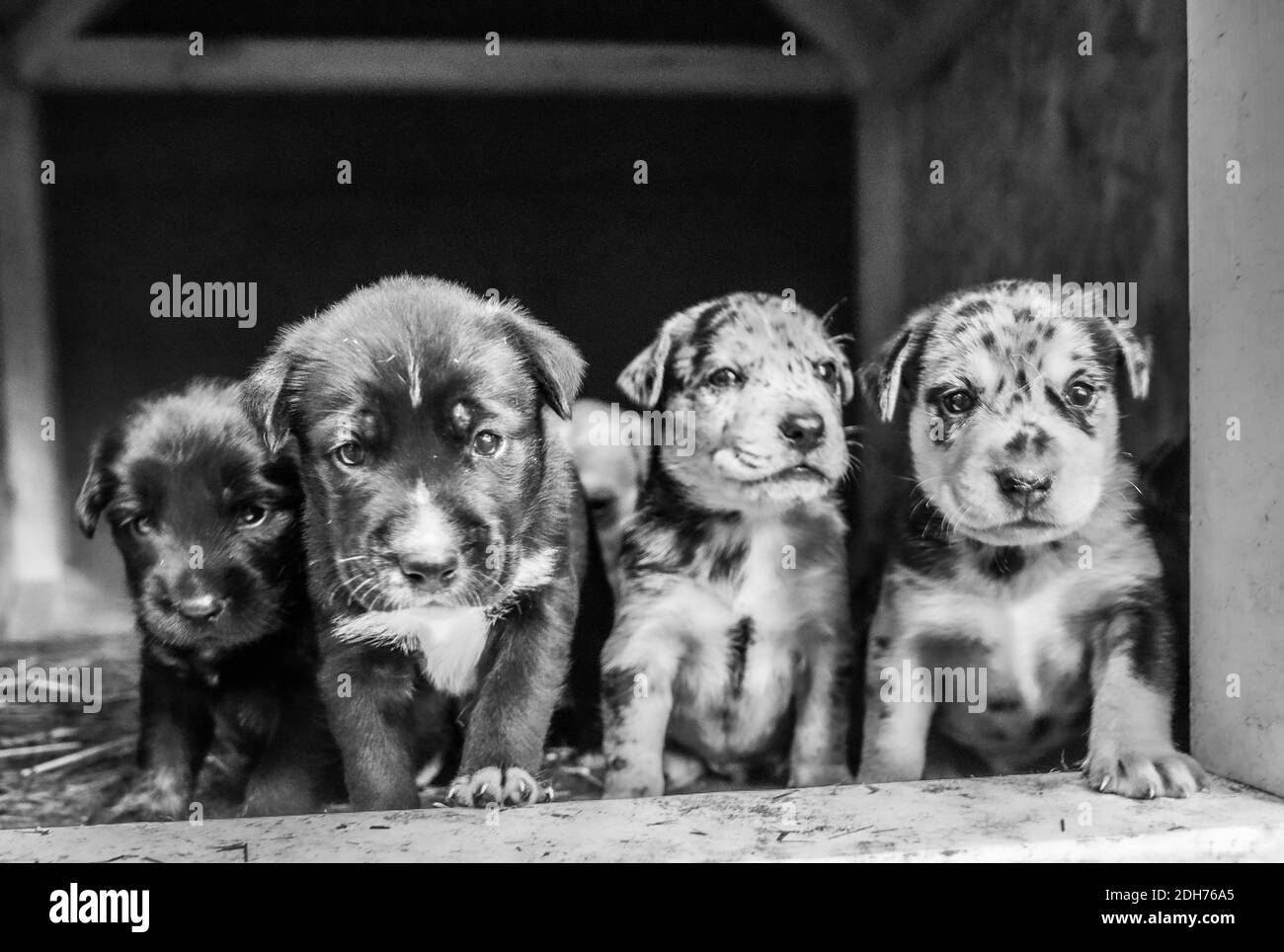 Cutest Terrier Lab Husky Mix Puppies Playing In Dog House Stock Photo -  Alamy