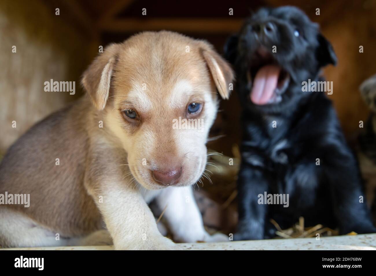 Cutest terrier lab husky mix puppies playing in dog house Stock Photo