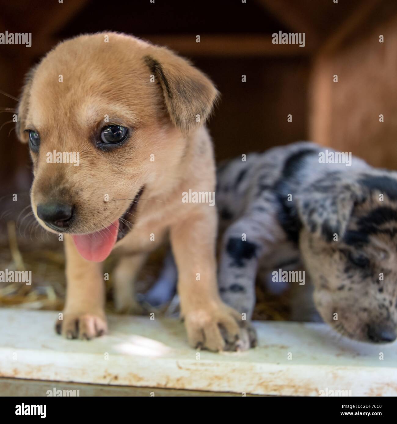 Cutest terrier lab husky mix puppies playing in dog house Stock Photo