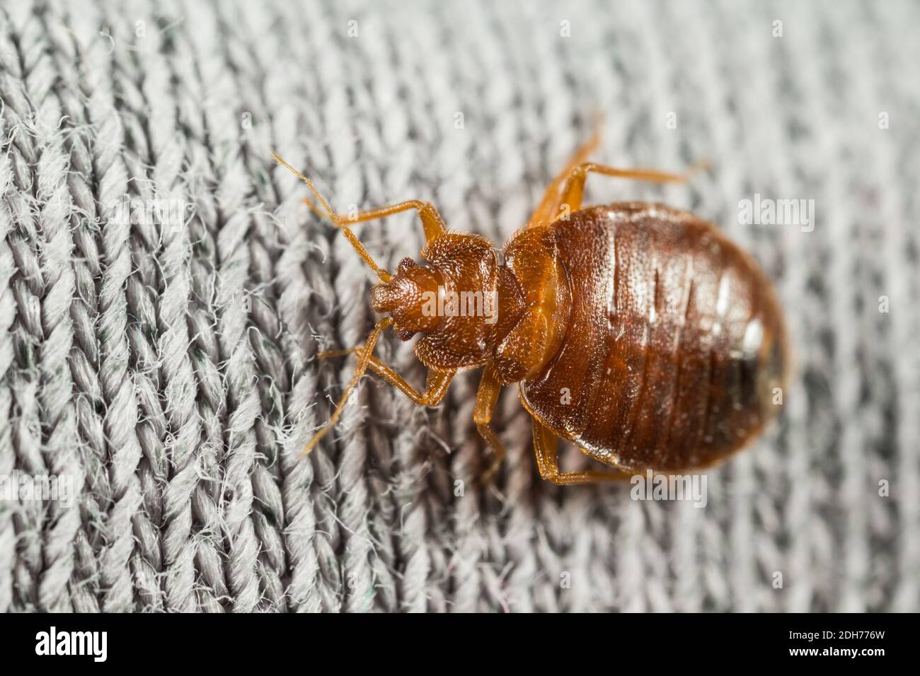 Common bed bug (Cimex lectularius) in a bed Stock Photo Alamy
