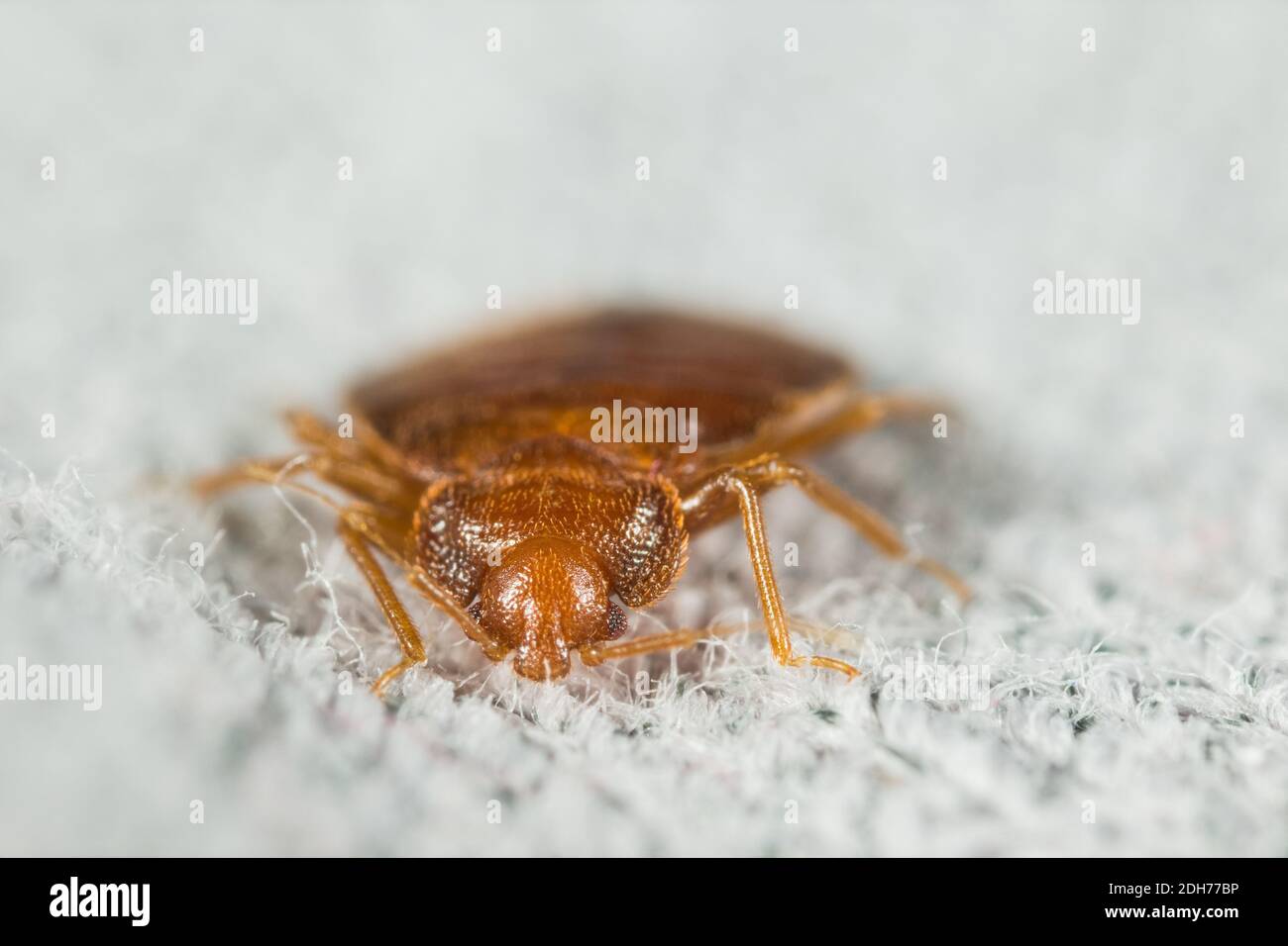 Common bed bug (Cimex lectularius) in a bed Stock Photo Alamy