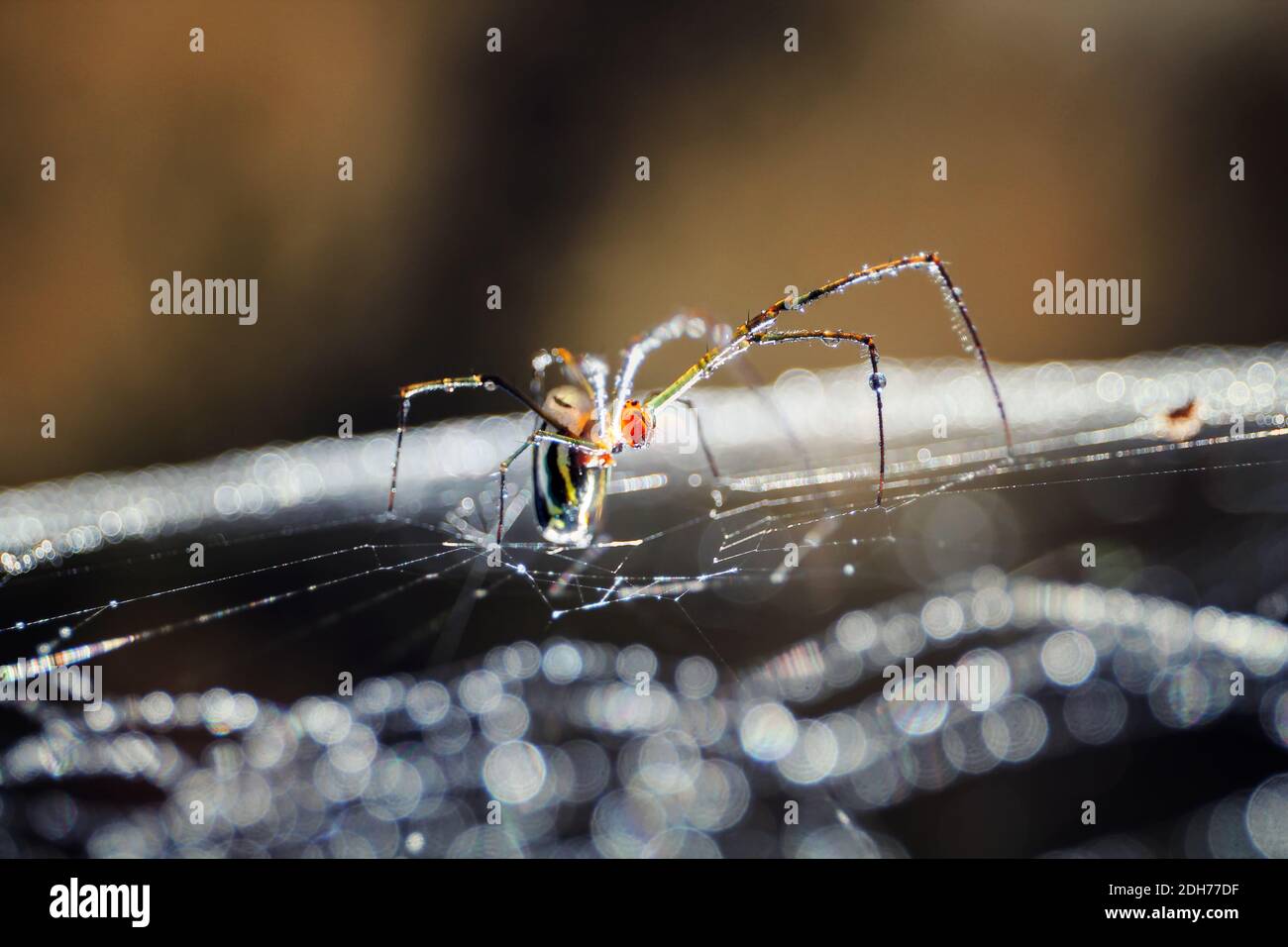 A macro shot of a spider building its web Stock Photo - Alamy