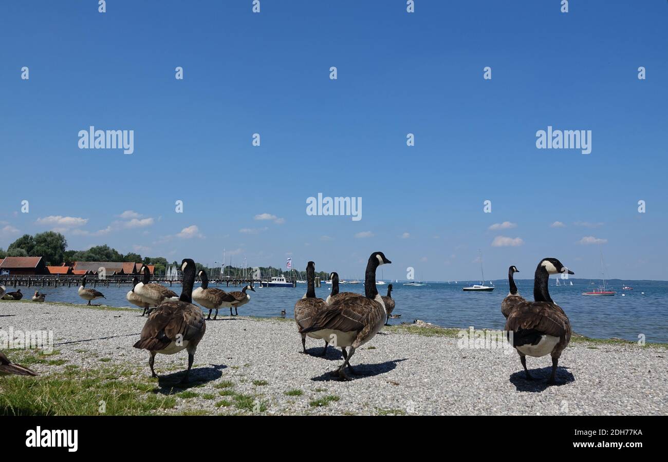 Canada geese at the Ammersee Stock Photo