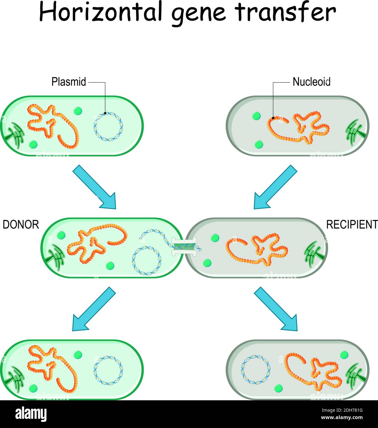 Horizontal gene transfer for example bacteria. Transfer of DNA via a