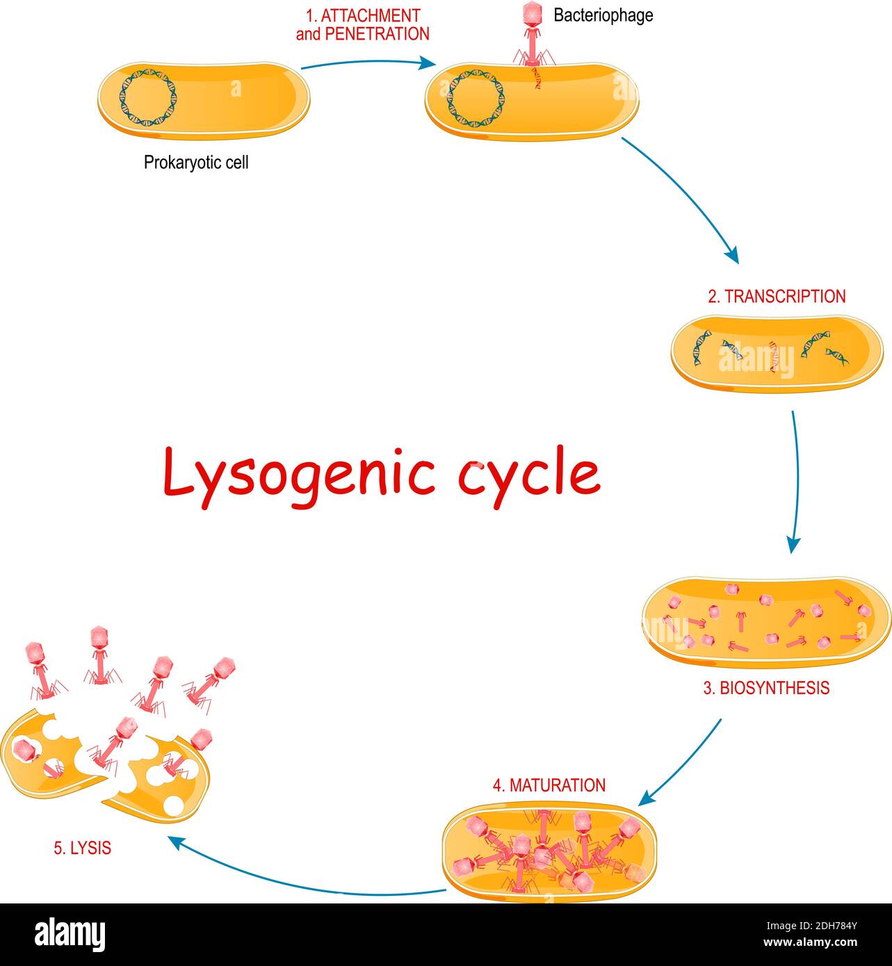 Lytic cycle with bacteria and bacteriophage. Cycles of viral reproduction that results in the destruction of the infected cell. The stages of lytic Stock Vector