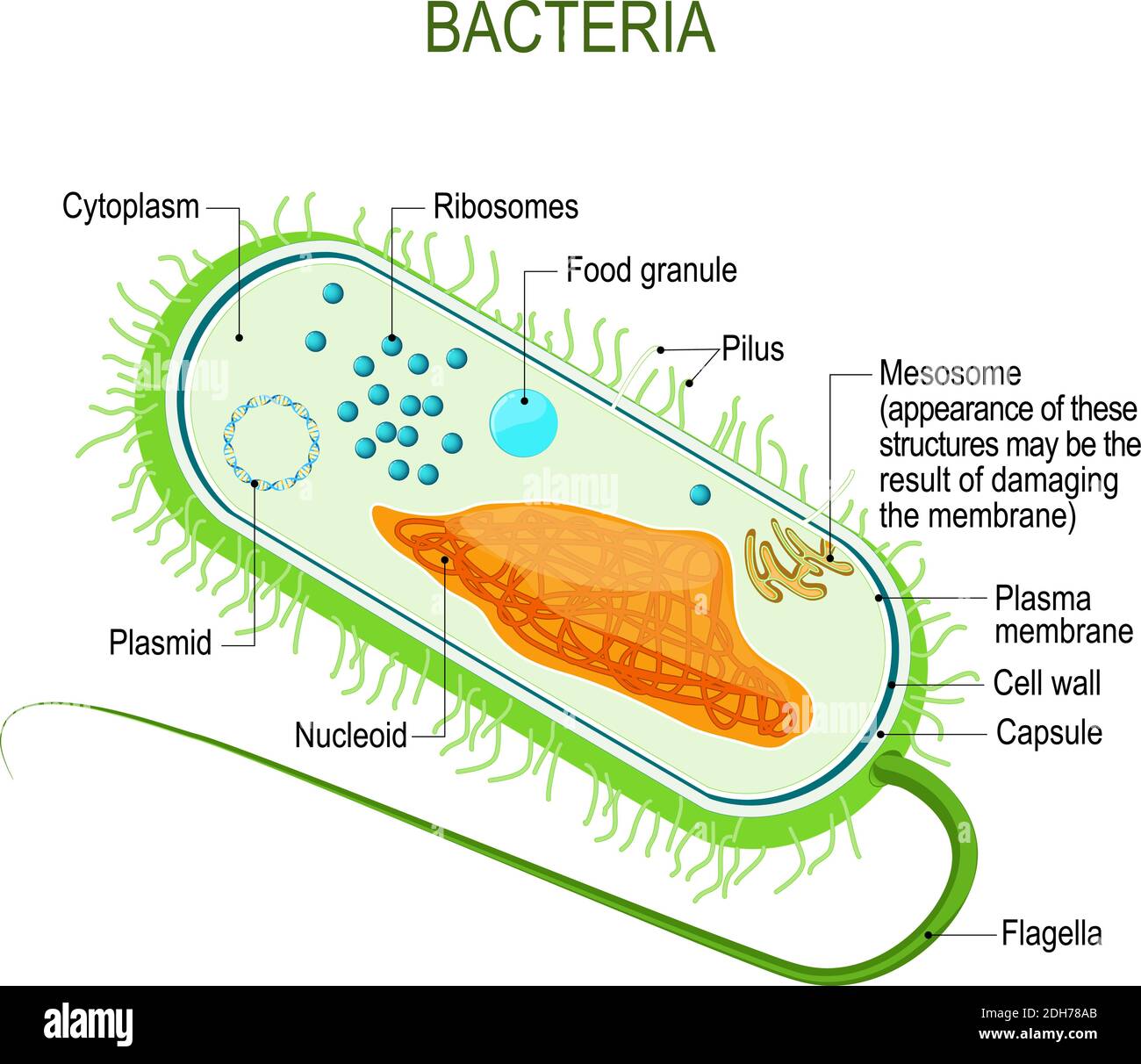 Structure of a bacterial cell. Anatomy of the prokaryote. unicellular organism. Vector diagram for your design, educational, medical, biological use Stock Vector