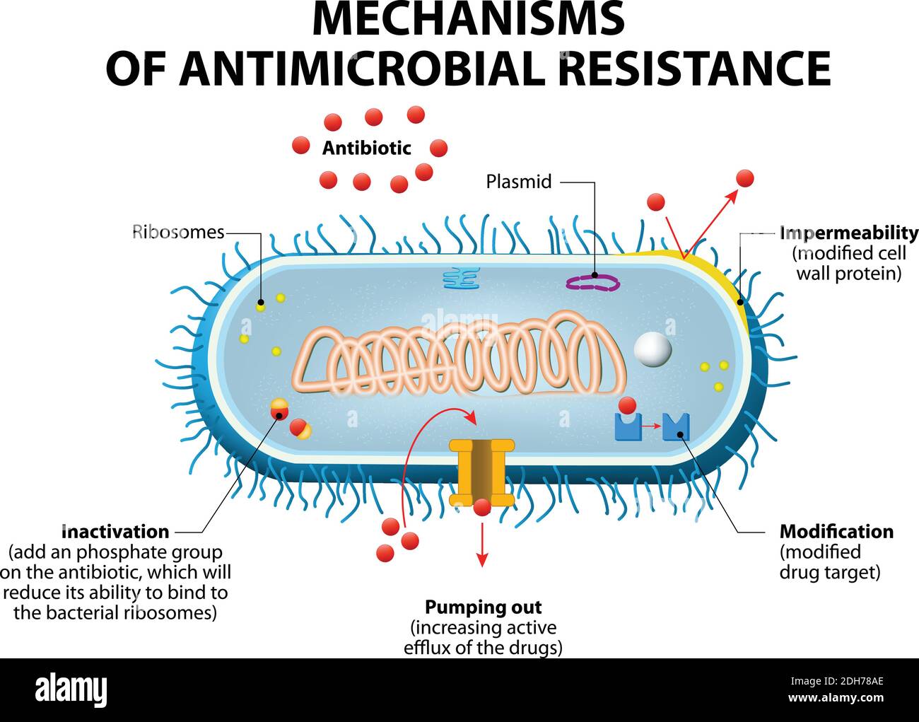 Antimicrobial resistance or antibiotic resistance. Main mechanisms by which microorganisms exhibit resistance to antimicrobials Stock Vector