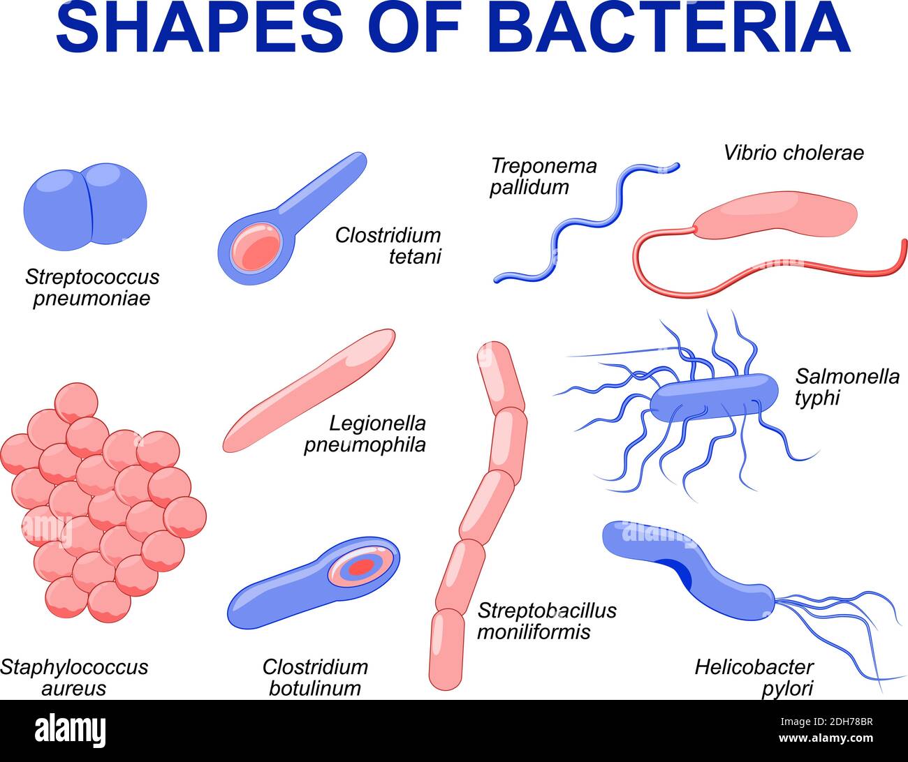 Common bacteria infecting human. vector illustration Bacteria are classified into 5 groups according to their basic shapes: spherical (cocci) Stock Vector