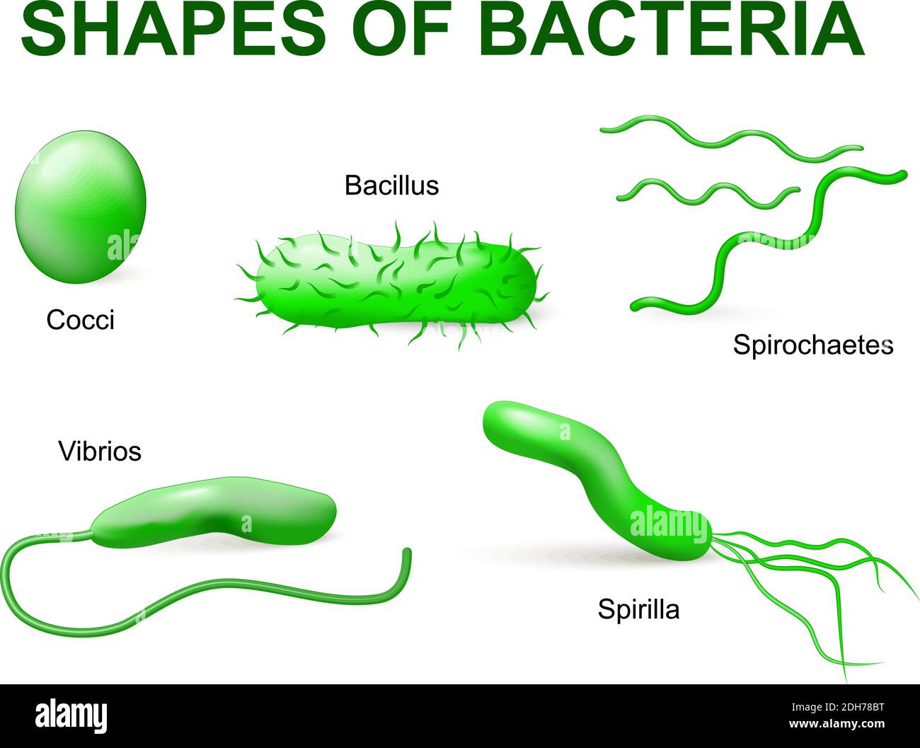Common bacteria infecting human. vector illustration. Bacteria are classified into 5 groups according to their basic shapes: spherical (cocci), rod Stock Vector