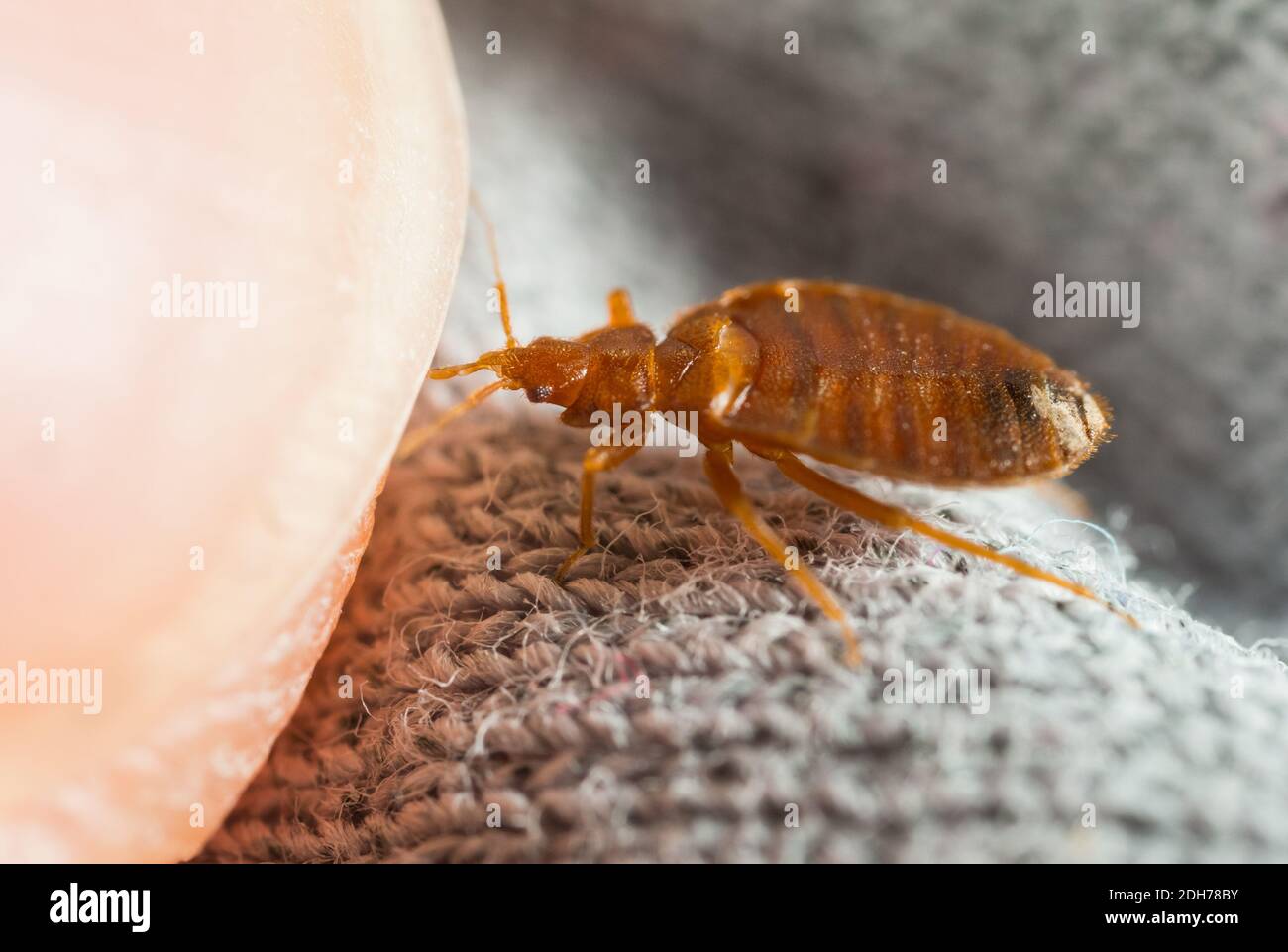 Common bed bug (Cimex lectularius) feeding on a human host Stock Photo
