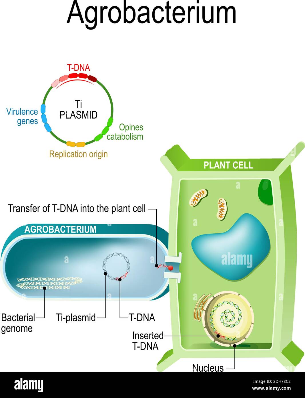 Transfer of T-DNA into plant cell from Agrobacterium. This bacterium is a natural genetic engineer, that can the insertion of a small segment of DNA Stock Vector