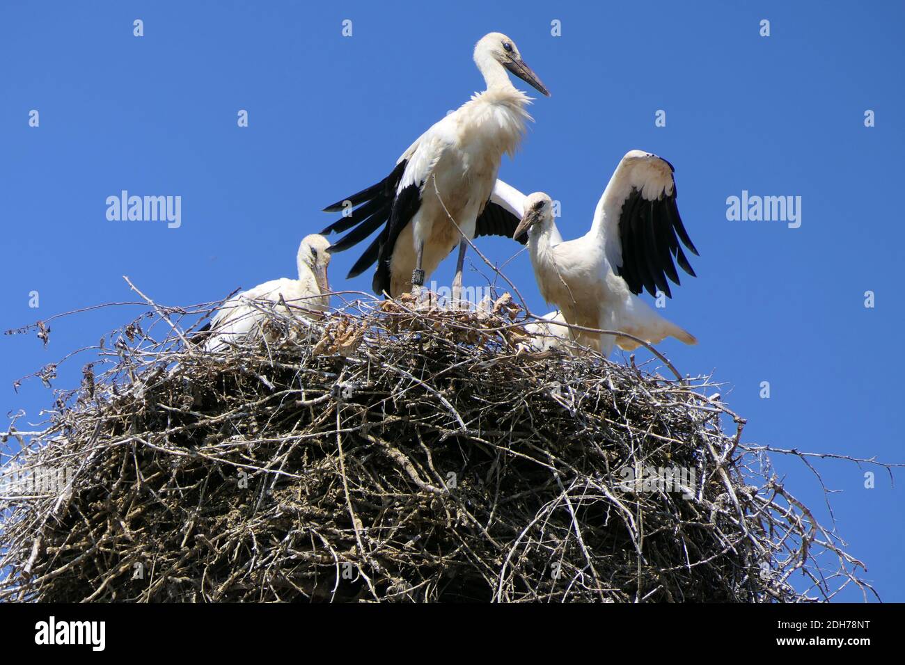 White stork family in their nest made of branches in front of a cloudless sky Stock Photo