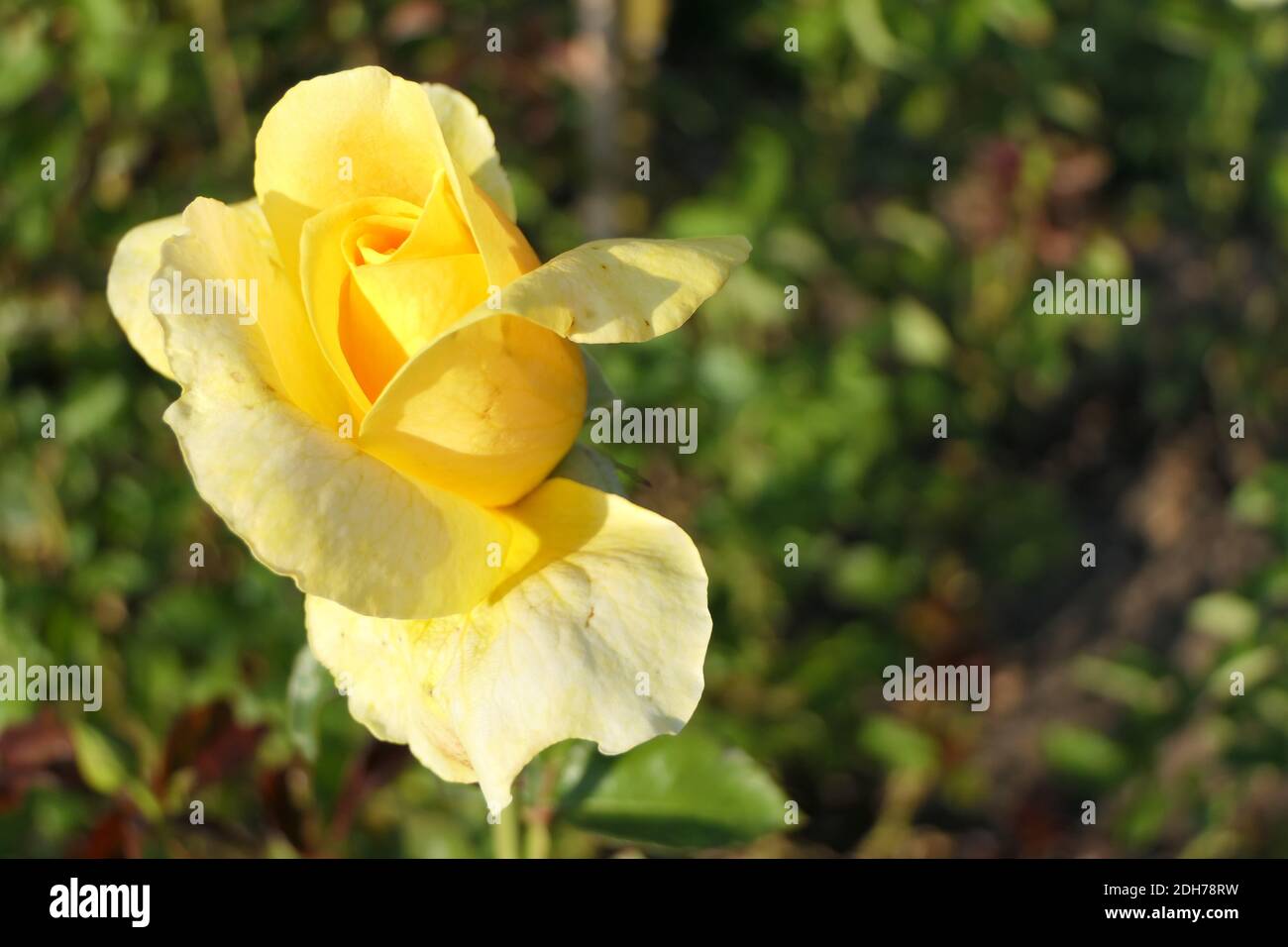 Yellow fresh rose with the radiation of happiness, sunshine, and optimistic cheerfulness Stock Photo