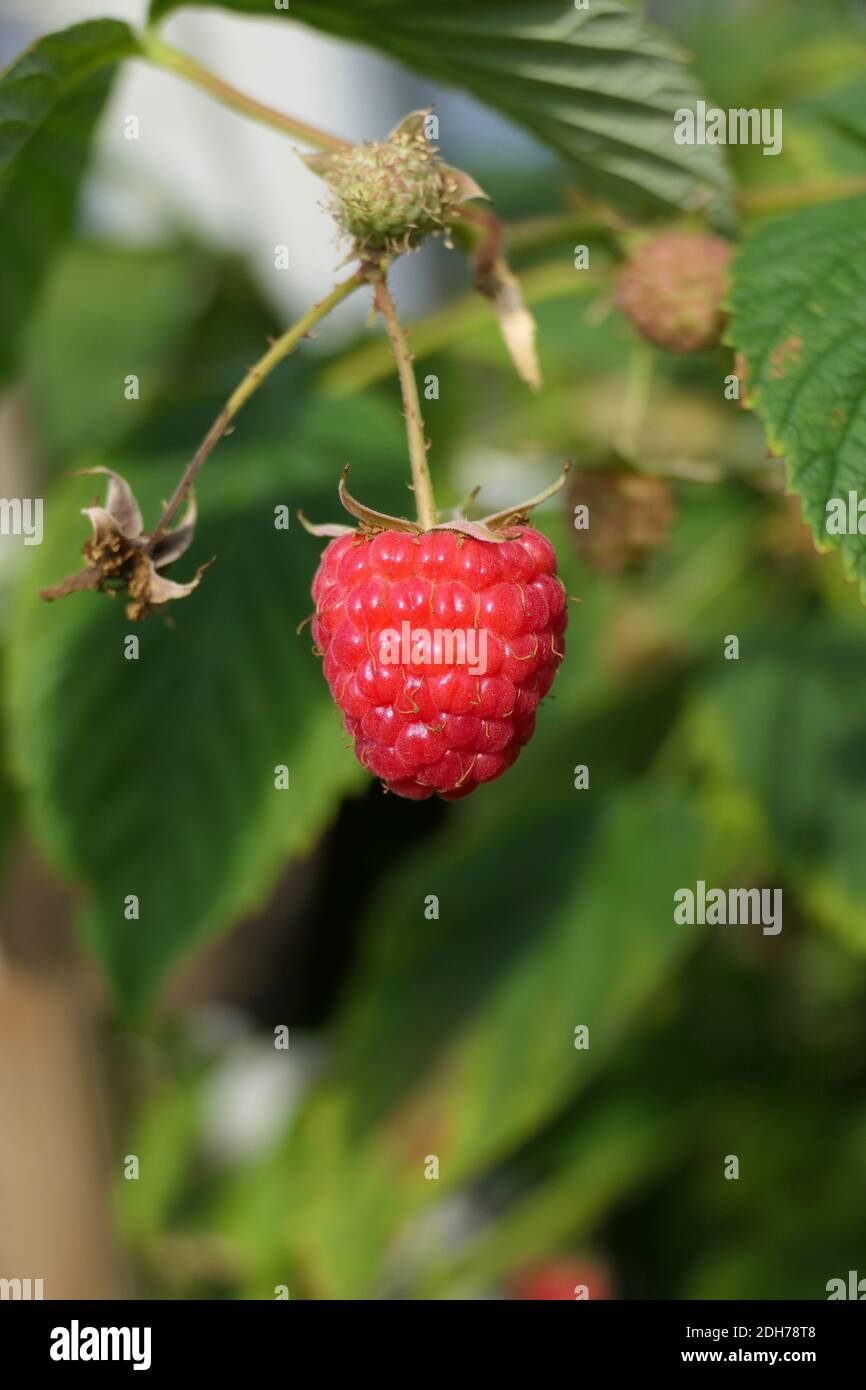 At the raspberry plant on the stem freely hanging sweet ripe fruit in