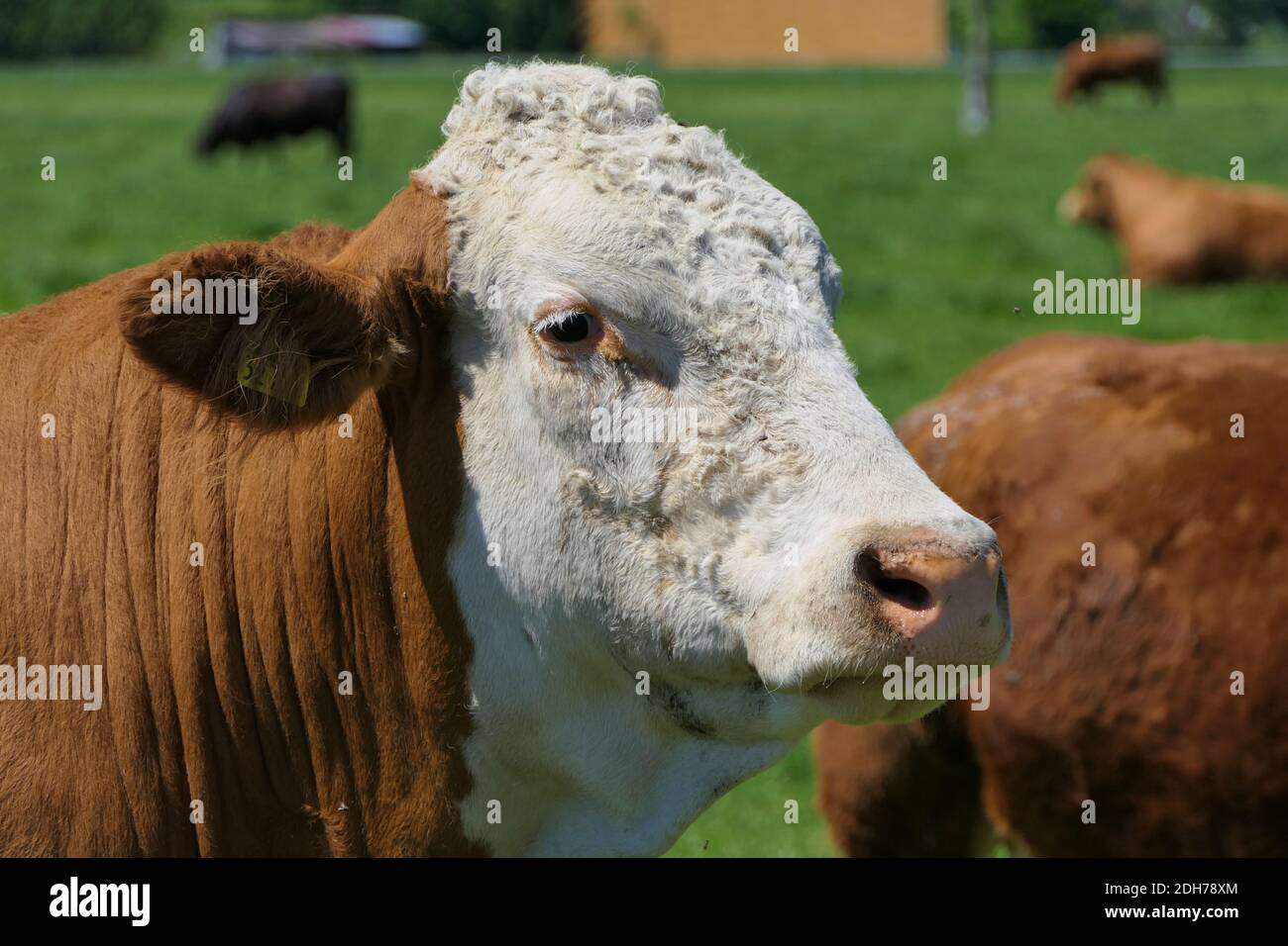 Cow head detail hi-res stock photography and images - Alamy