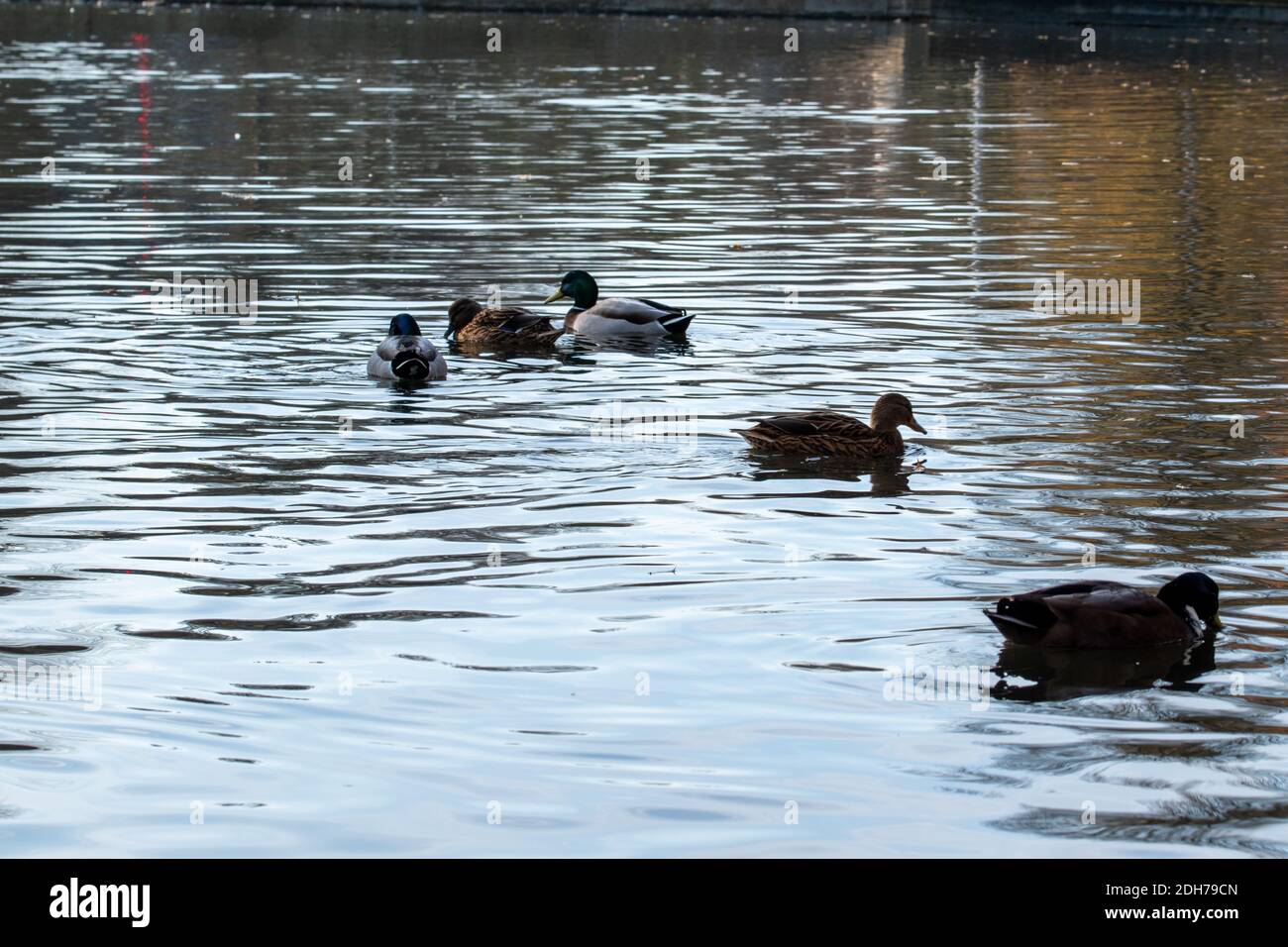 Ducks in autumn on a pond in a park. Stock Photo