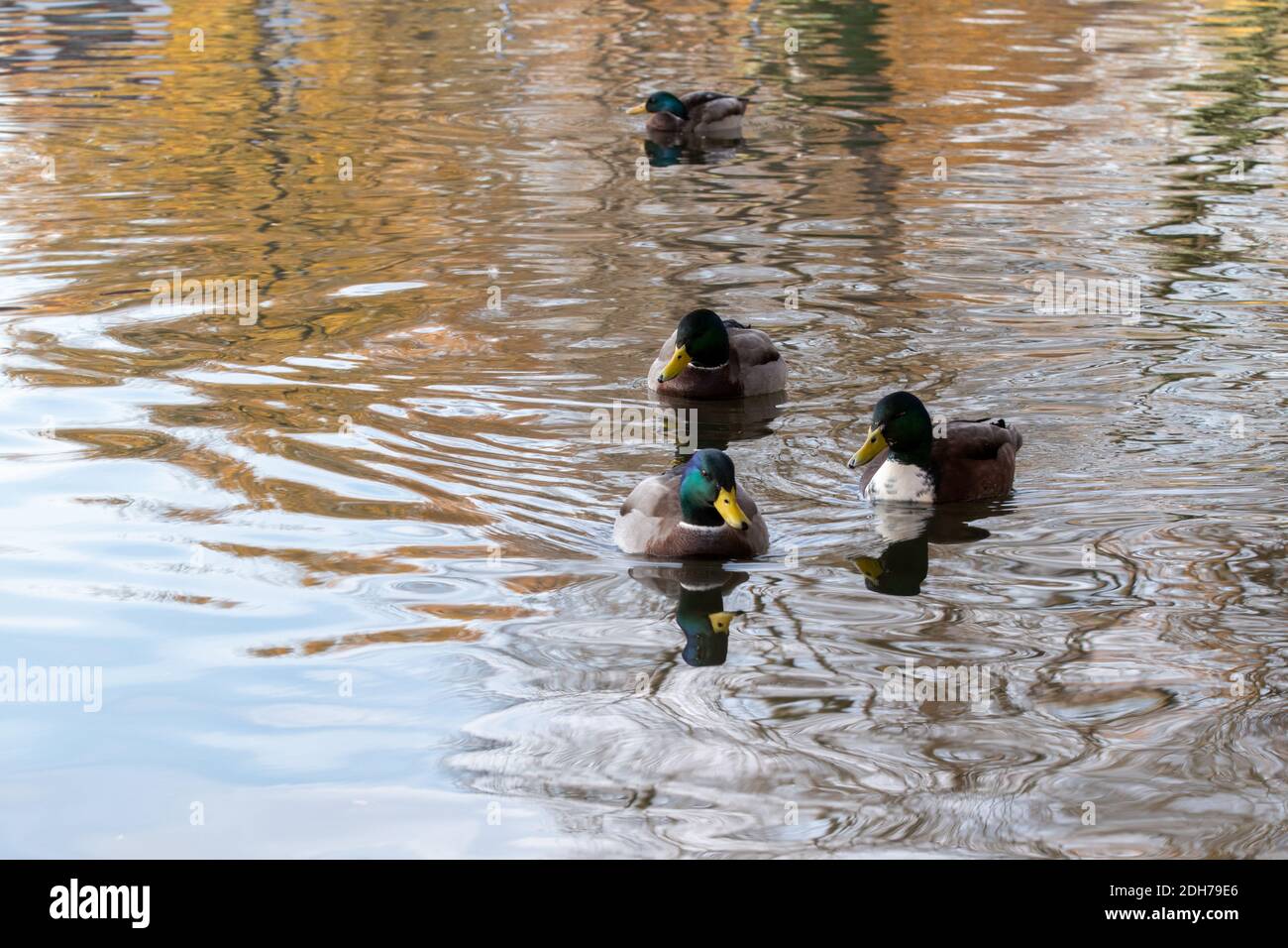 Ducks in autumn on a pond in a park. Stock Photo