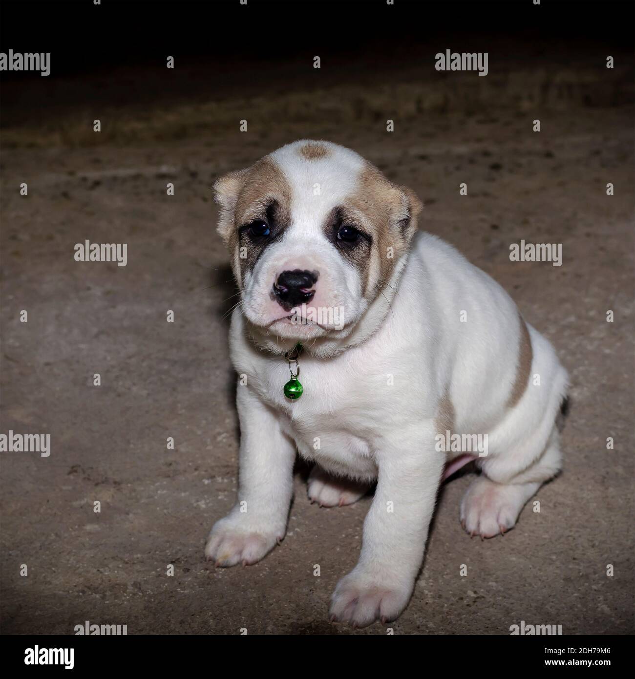 Alabai hotsell dog puppy