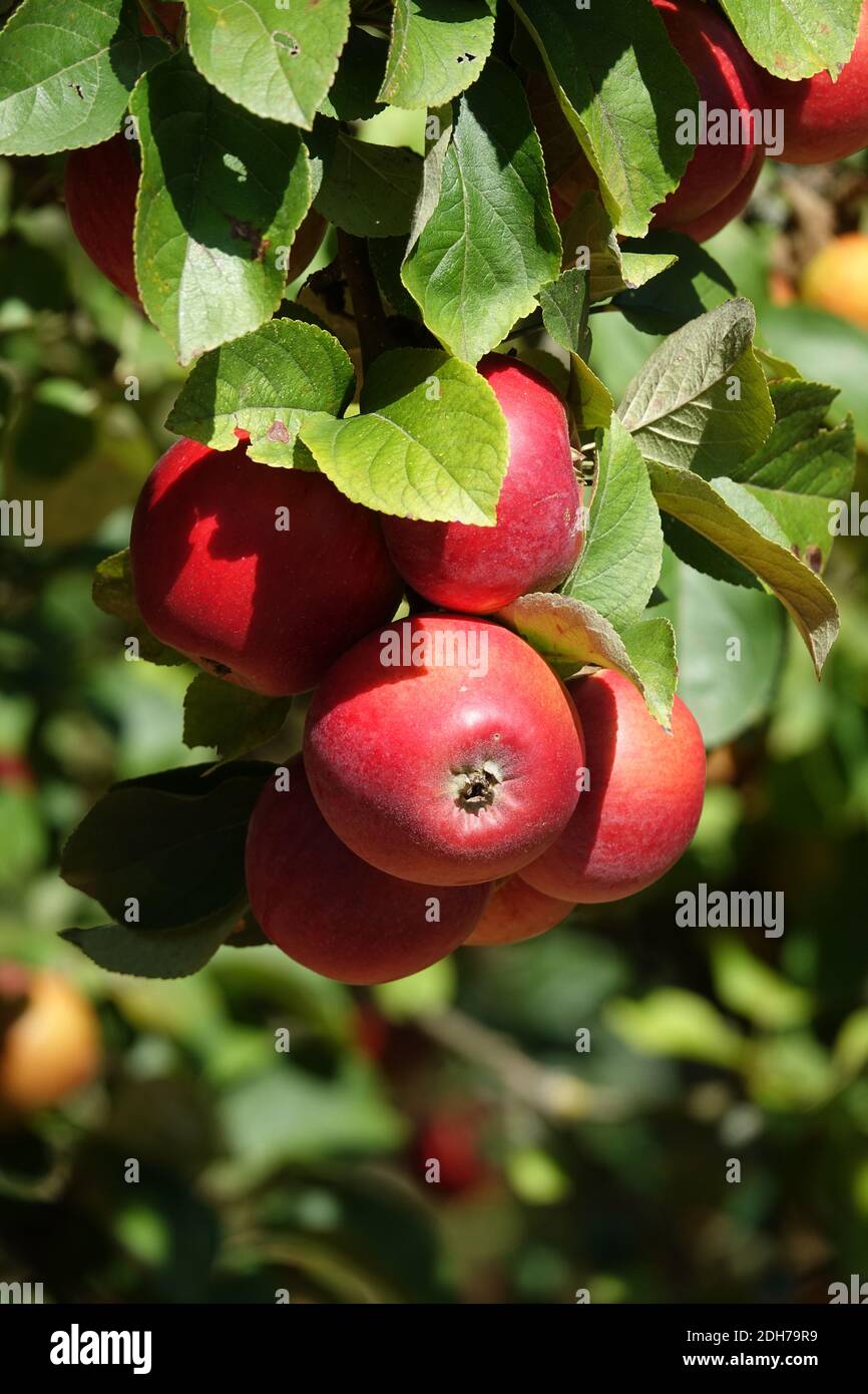 Apples on an apple tree Stock Photo - Alamy
