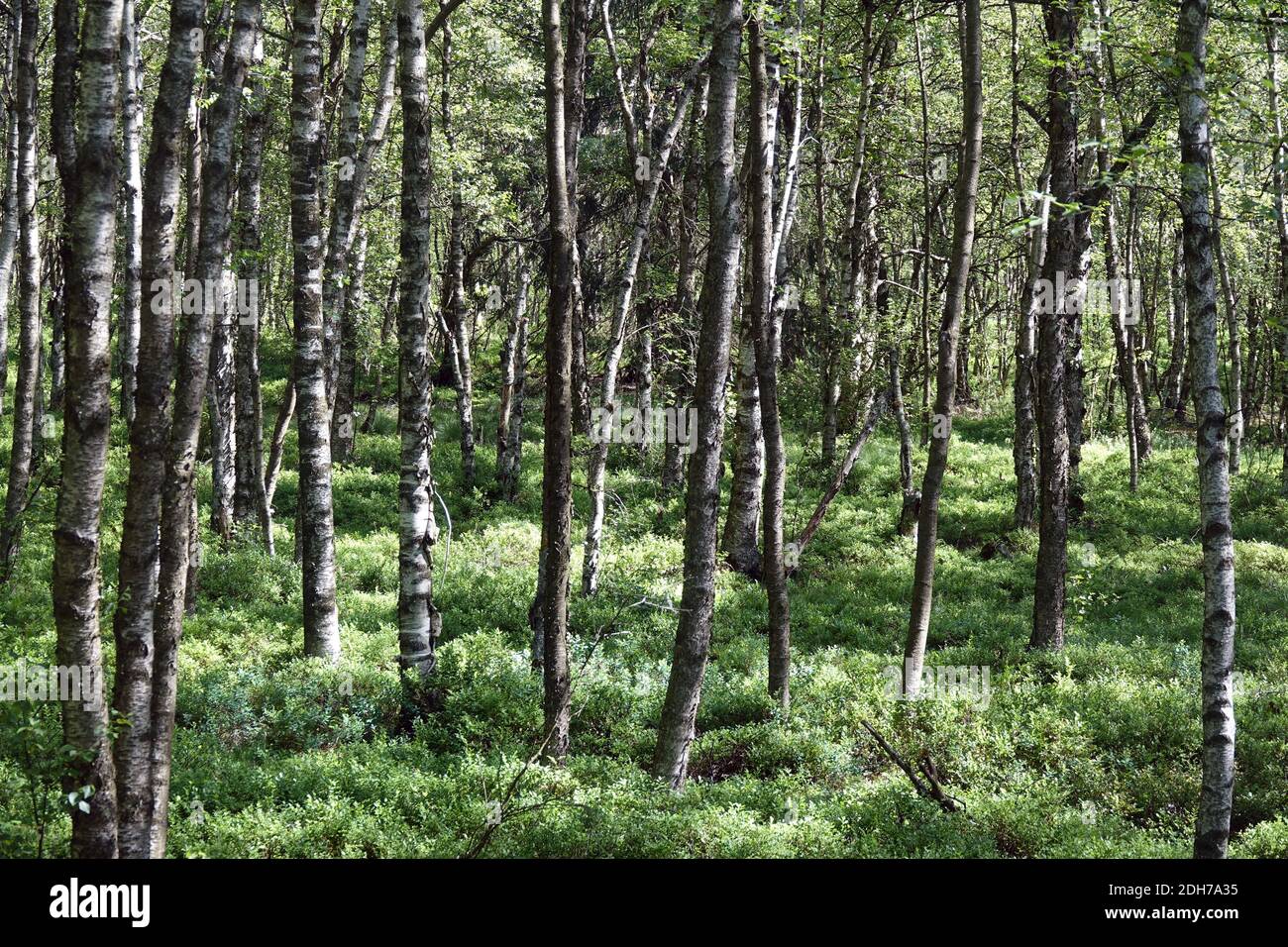 Birch forest on the Red Moor in the Rhoen Stock Photo