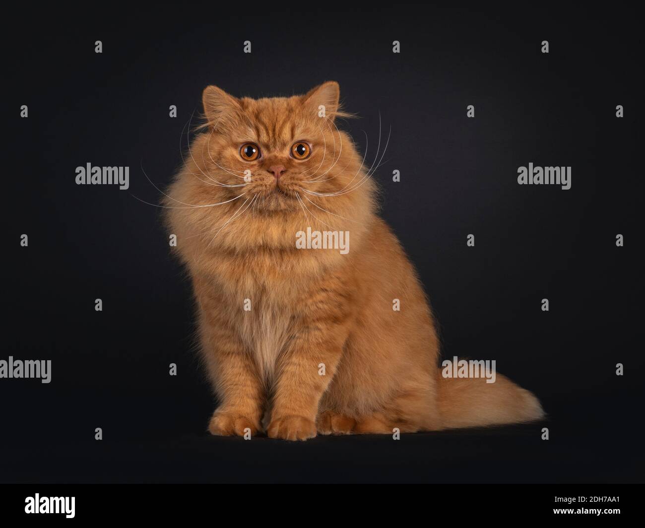 Impressive red British Longhair cat, sitting up facing front. Looking towards camera. Isolated on black bakground. Stock Photo