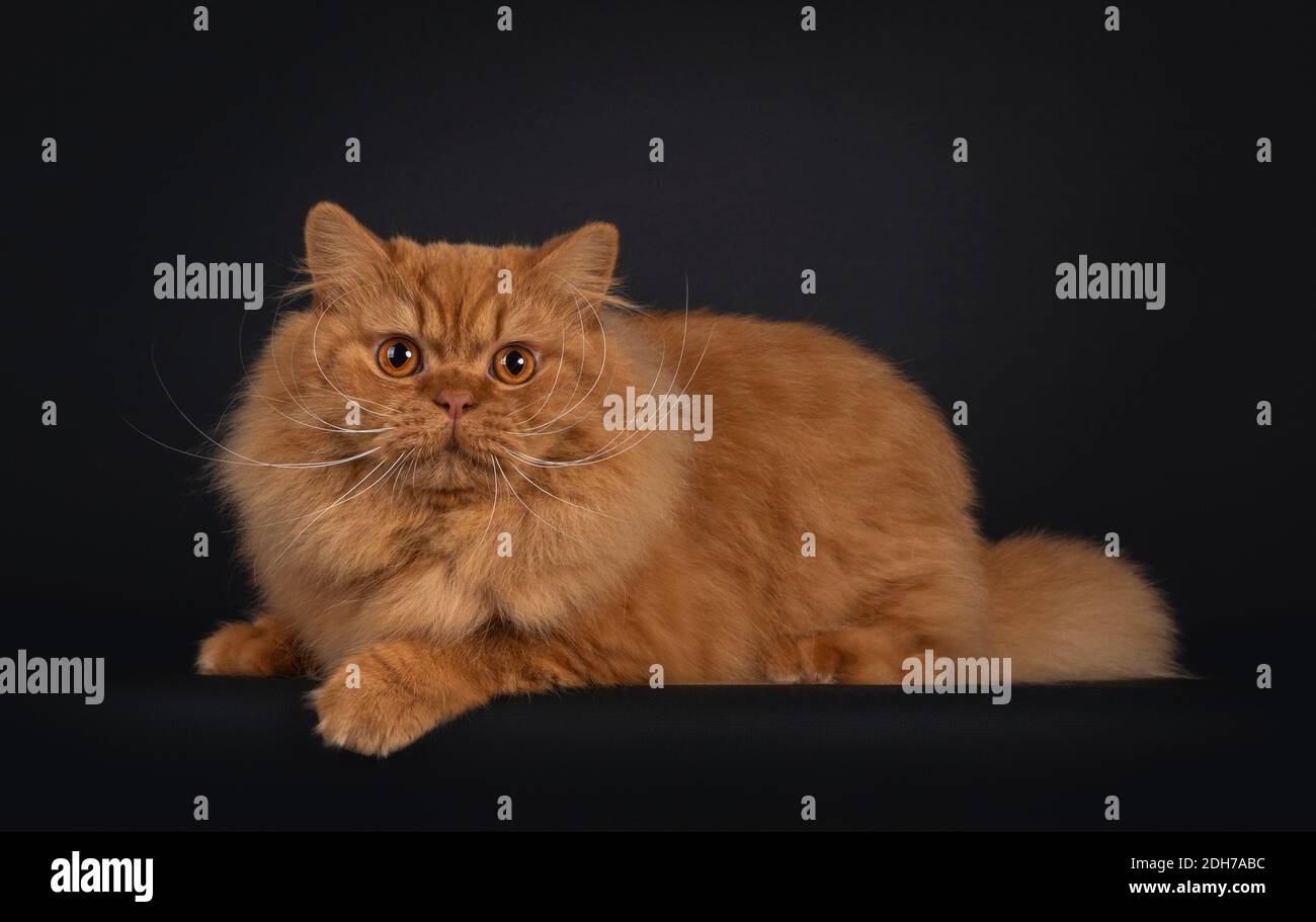 Impressive red British Longhair cat, laying down side ways. Looking towards camera. Isolated on black bakground. Stock Photo