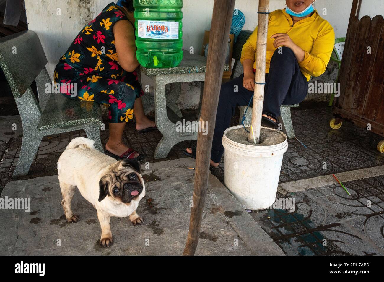 Dog on the street next to two seated Vietnamese women, Phuoc Hai, Vietnam Stock Photo