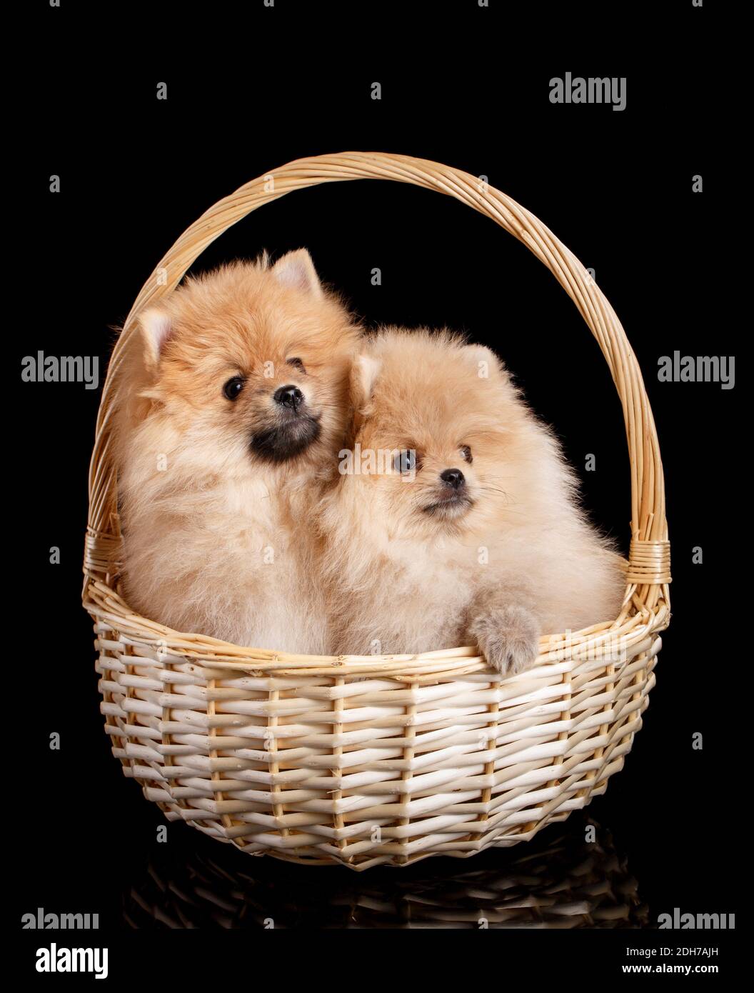 Two beautiful Pomeranian Spitz puppies sitting in a wicker basket on a ...