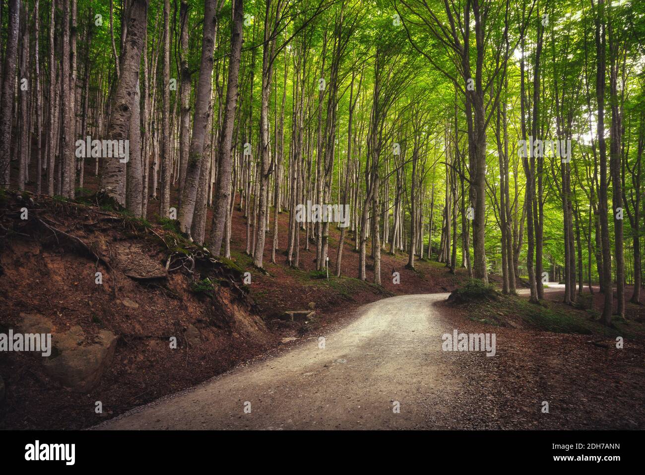Road in tree misty forest or beechwood. Foreste Casentinesi national park, Tuscany, Italy, Europe Stock Photo