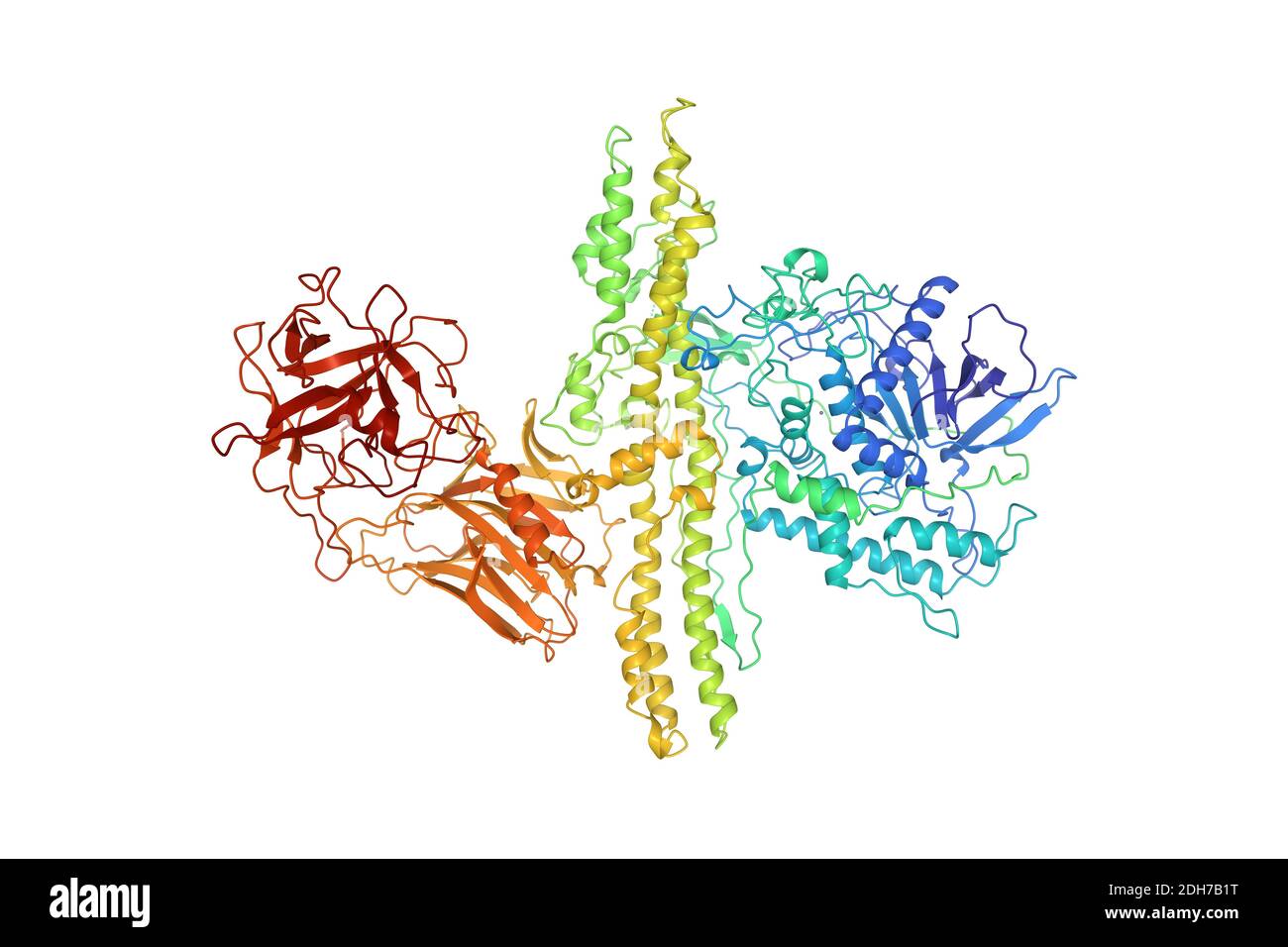 Structure of botulinum neurotoxin serotype A, 3D cartoon model isolated, white background Stock Photo