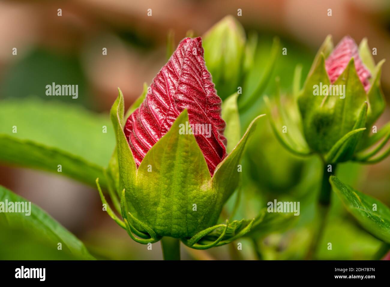 Hibiscus moscheutos Stock Photo