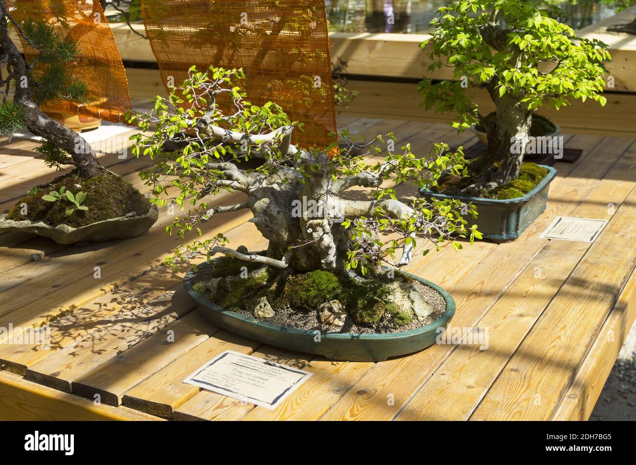 Oriental hornbeam - Bonsai in the style of Straight and free. Stock Photo